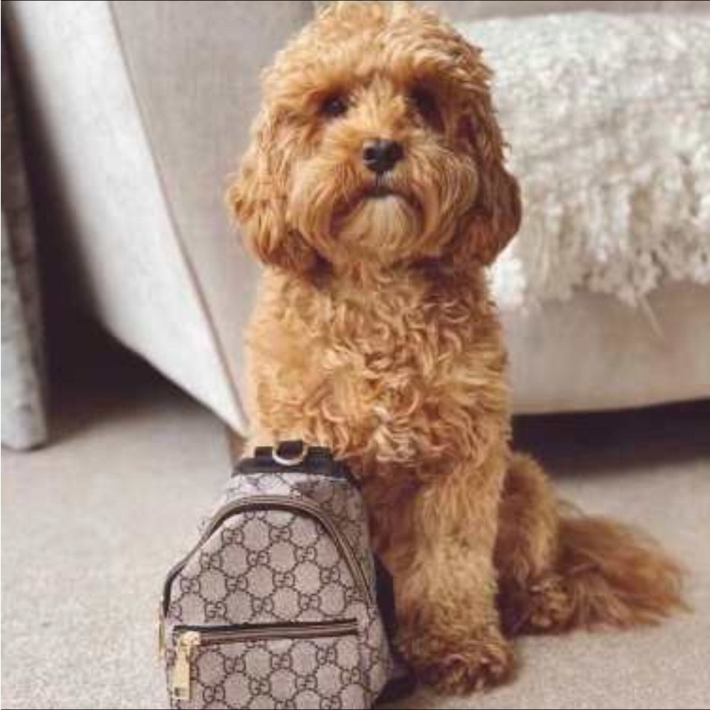 Designer Dog Backpack/Pet Accessories